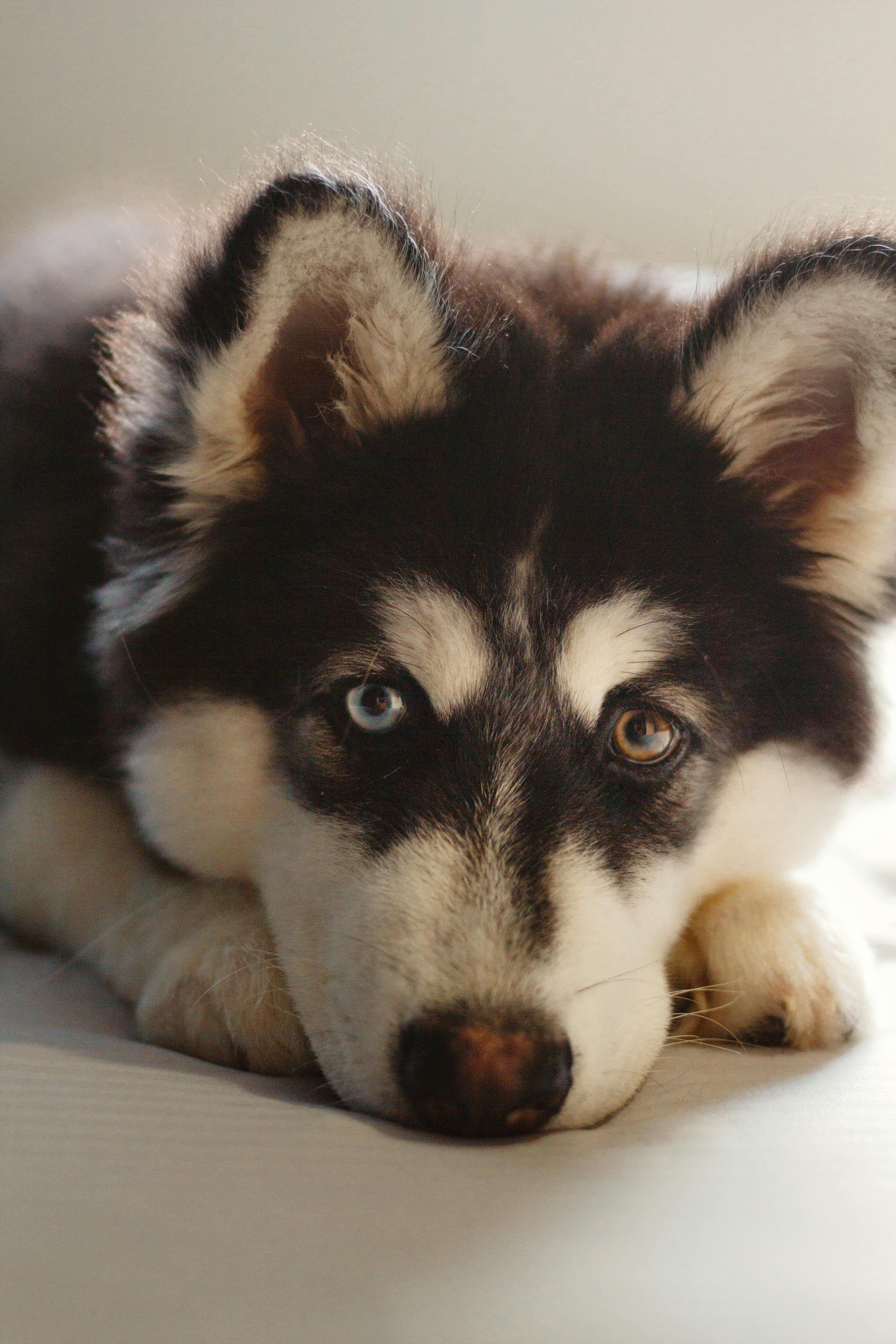 Siberian Husky