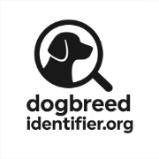 Dog Breed Identifier